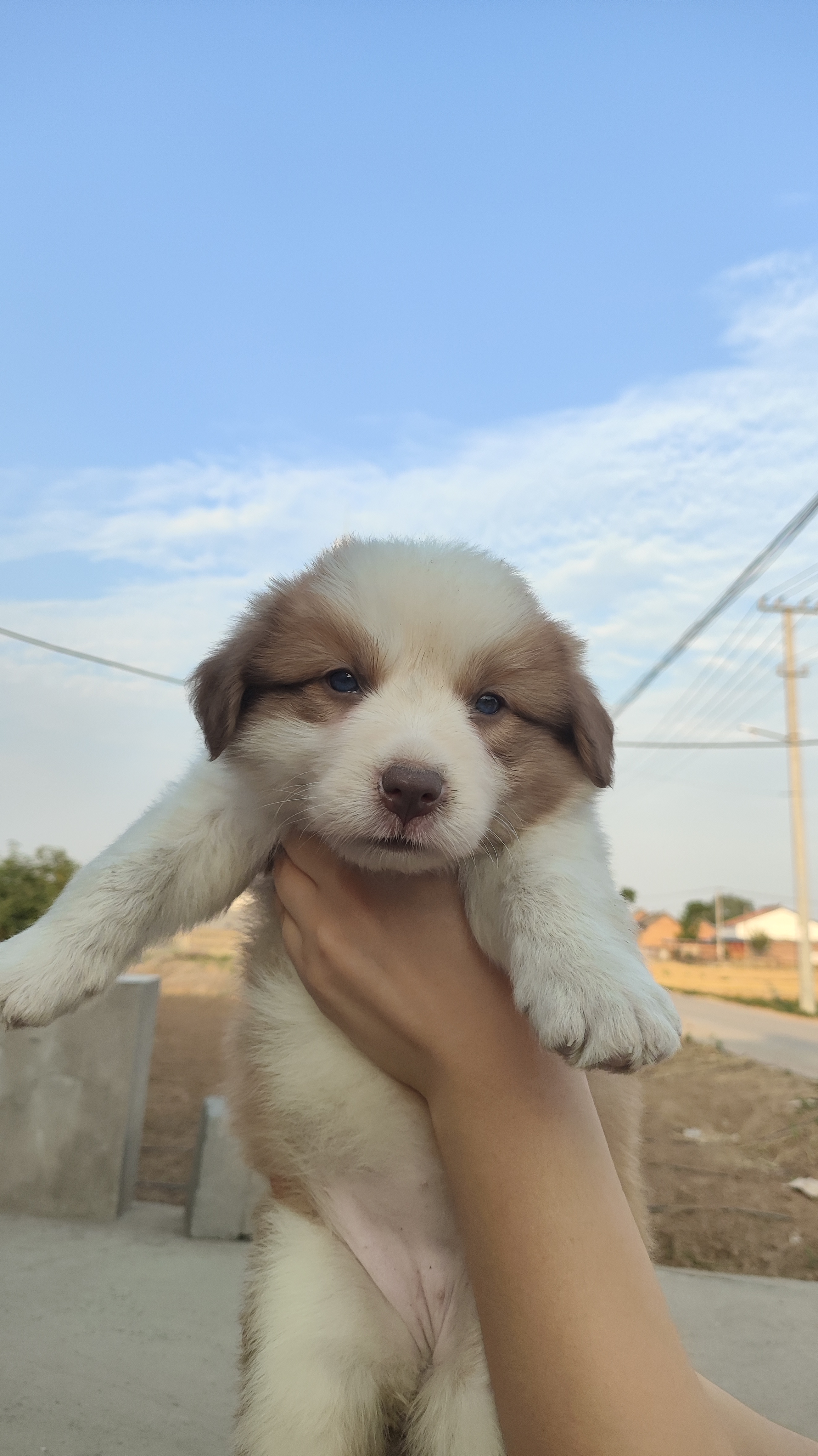 边境牧羊犬